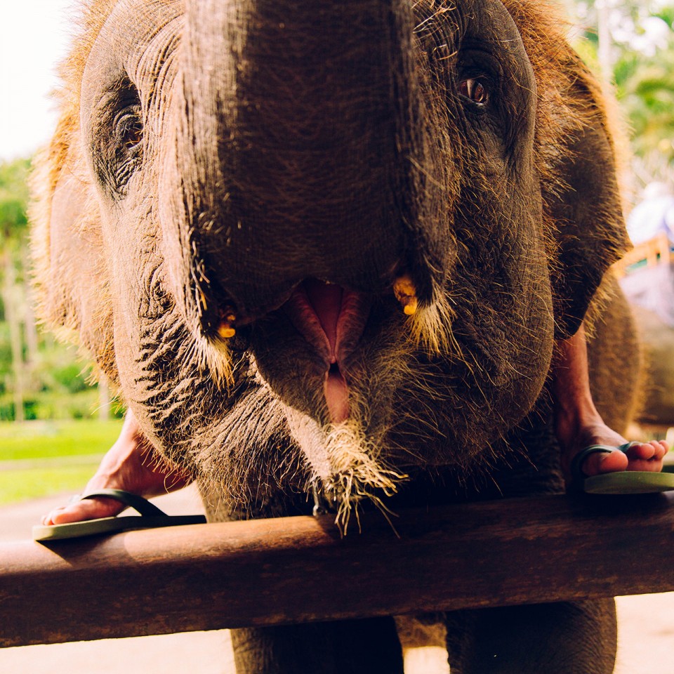 BaliAdventure_Elephant_0110