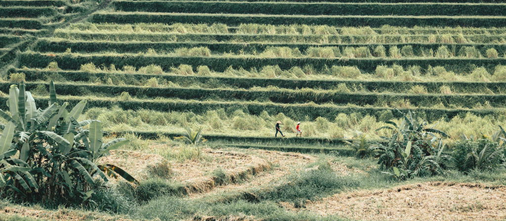 Bali Rice Fields