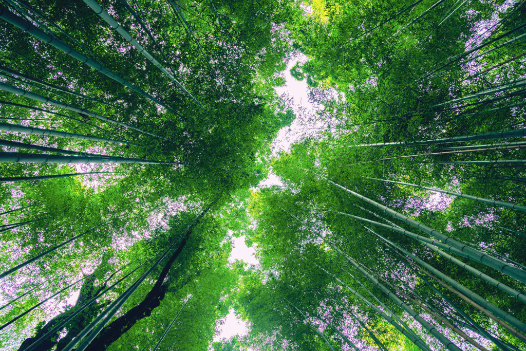 Bamboo Forest in Arashiyama