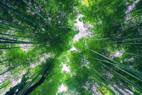 Bamboo Forest in Arashiyama