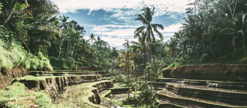 Photography-Bali-rice-fields
